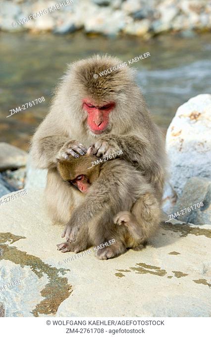 Snow monkeys (Japanese macaques) are sitting on rocks grooming each other at Jigokudani on Honshu Island, Japan