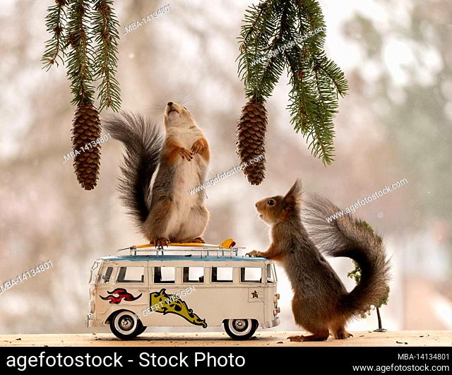 red squirrels standing with a hippy bus