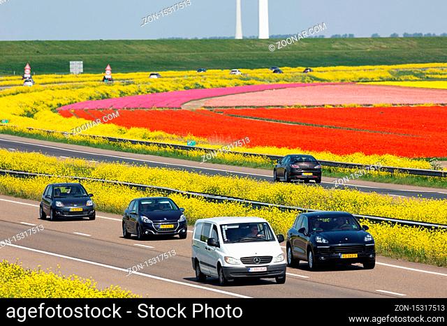 Lelystad, The Netherlands- April 22, 2019: Dutch motorway between lelystad and Emmeloord along colorful tulipfields and wind turbines