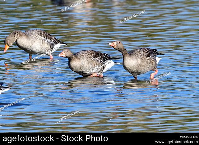 Graugänse im Herbst. Greylag geese in fall in a lake