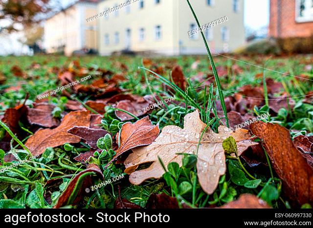colorful foliage lies on the lawn and on the foliage are many dew drops