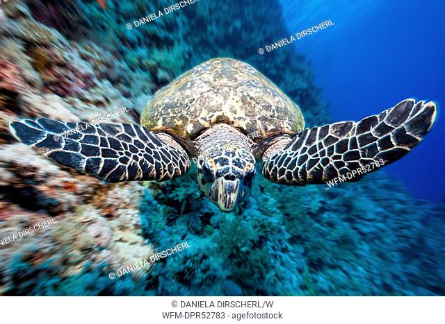 Hawksbill Sea Turtle, Eretmochelys imbricata, Elphinstone Reef, Red Sea, Egypt