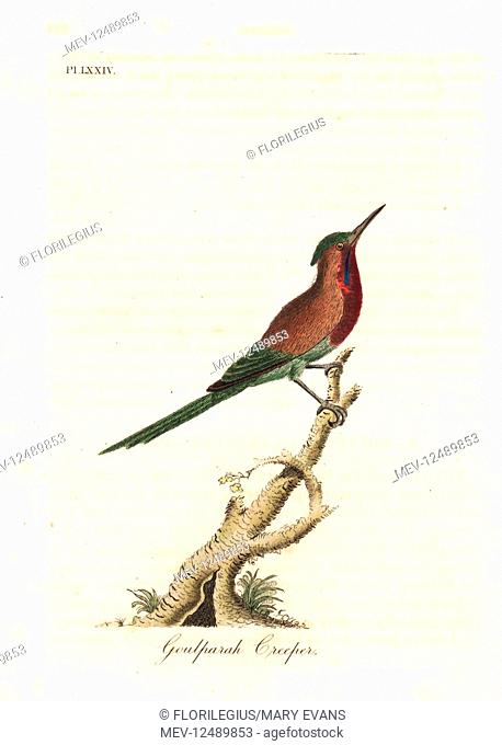 Crimson sunbird, Aethopyga siparaja seheriae (Goulpourah creeper). Handcoloured copperplate drawn and engraved by John Latham from his own A General History of...