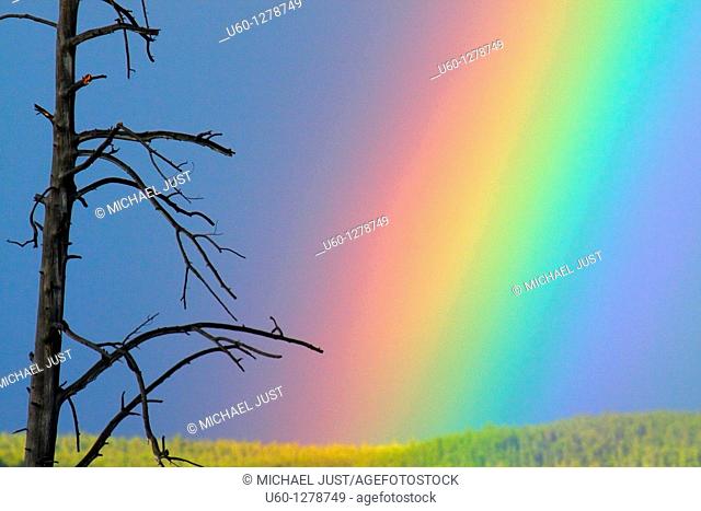 A rainbow appears next to a dead tree after a rainstorm at Yellowstone National Park, Wyoming