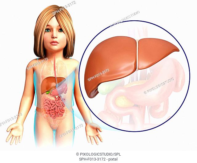 Liver of a child, illustration