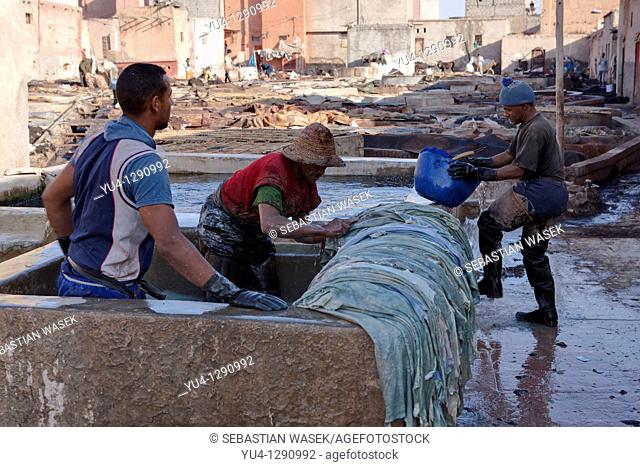 Tanneries. Treating leather in the tanneries. Marrakesh. Morocco. North Africa