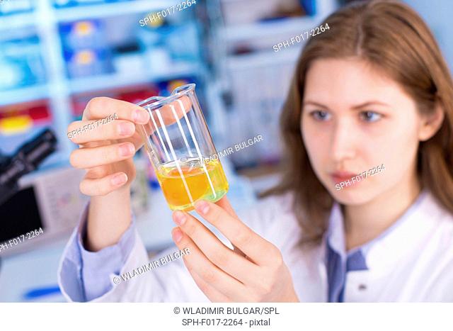 MODEL RELEASED. Woman looking at egg yolk in petri dish