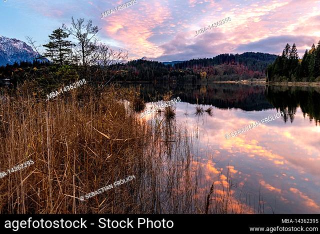 The colors of the sunset on the shore of the Barmsee with dominant spruce tree and in the background the Wetterstein mountains in cloudy mood