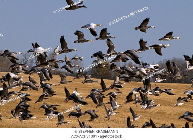 The Snow Goose Chen caerulescens and Canada Goose Branta canadensis take flight from open field, Saskatchewan, Canada