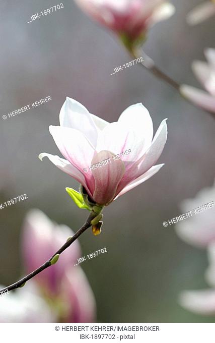 Blossoms of a saucer magnolia (Magnolia x soulangeana), Amabilis cultivar