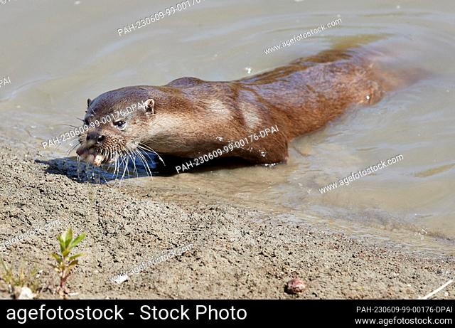 09 June 2023, Schleswig-Holstein, Tönning: A female otter feeds in the outdoor area of the new otter facility at the Nationalpark-Zentrum Multimar Wattforum