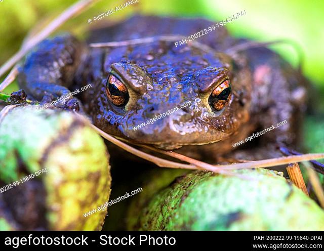 21 February 2020, Mecklenburg-Western Pomerania, Schwerin: A common toad sits on a green rubber glove after being rescued from a catching bucket at the toad...