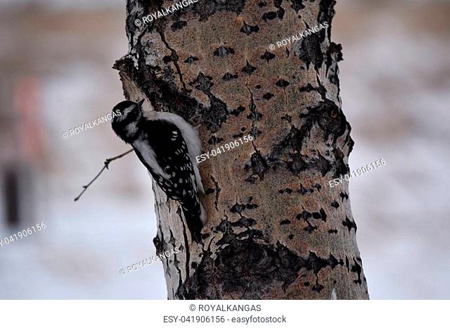 Downy Woodpecker sitting in a tree