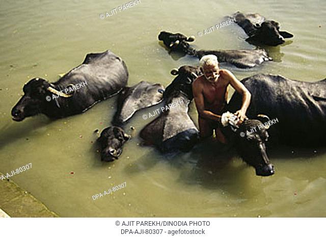 Buffaloes , Shepherd giving bath to cattle in Ganga river , Varanasi , Uttar pradesh , India