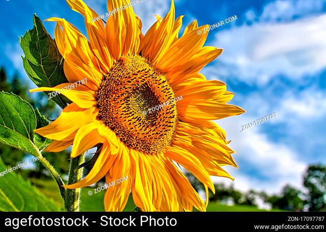 Field of blooming sunflowers against the blue sky
