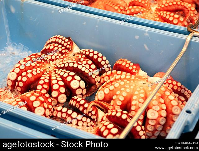 Japón, Tokio, Tsukiji, cajas de calamares frescos en el mercado de pescado