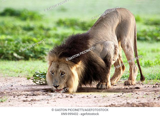 African lion Panthera leo - Male, drinking water, Kgalagadi Transfrontier Park, Kalahari desert, South Africa