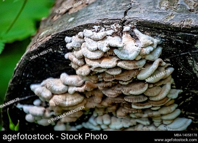 white heartwood rot (phellinus tremulae) on wood in krka national park, croatia