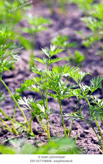Agricultural field on which grow green young carrots. small depth of field