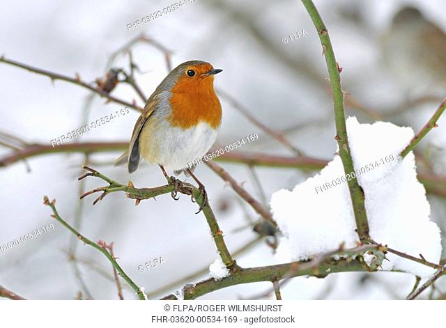 European Robin Erithacus rubecula adult, perched on snow covered stem, West Sussex, England, february