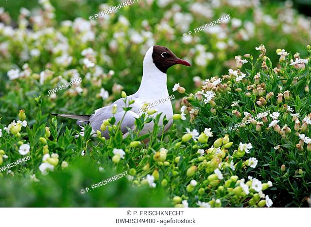 black-headed gull (Larus ridibundus, Chroicocephalus ridibundus), inmidst flowering bladder campions, United Kingdom, England, Northumberland, Staple Island