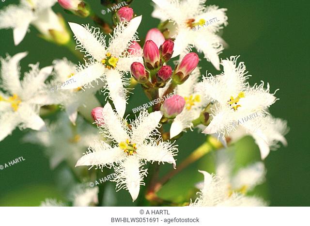 bogbean, buckbean Menyanthes trifoliata, flower, close-up, Germany, Bavaria