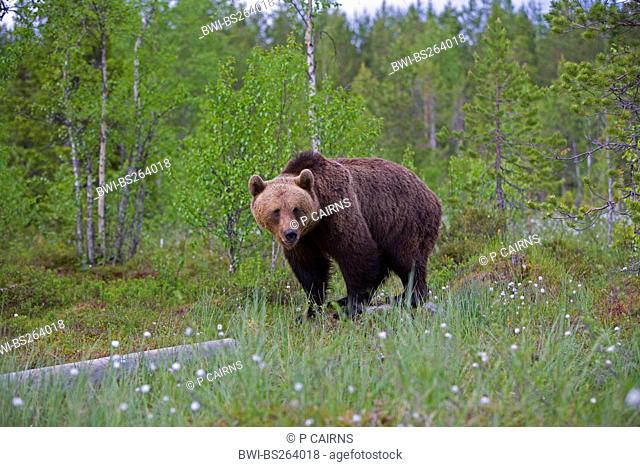 European brown bear Ursus arctos arctos, in boreal forest, Finland