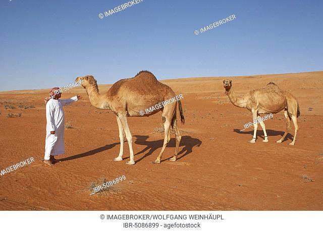 Bedouin in traditional clothing with camels in the sandy desert, desert Rimal Wahiba Sands, Oman, Asia