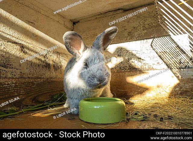 domestic rabbit, Silver, Oryctolagus cuniculus f. domestica ""Big Light Silver"", straw bedding in hutch, on September 25, 2022