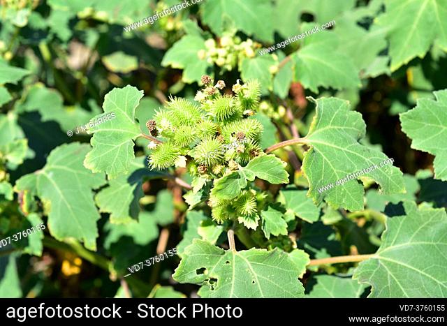 Rough cocklebur (Xanthium strumarium) is an annual medicinal plant native to North America and naturalized in Eurasia. This photo was taken in Delta del Ebro