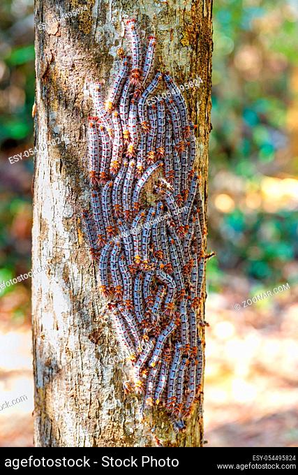 beautiful, but dangerous shoe lace caterpillars in defensive position on a tree trunk, Ankarafantsika National Park, Madagascar wildlife and wilderness