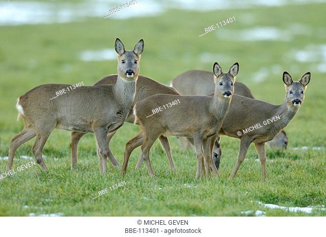 Roe Deer standing on winter meadow