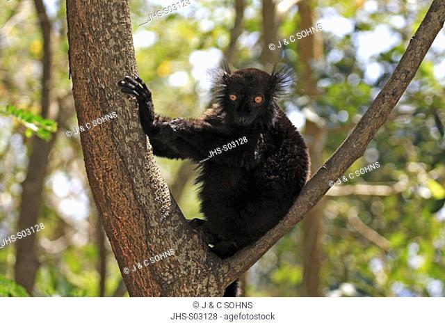 Black Lemur, Lemur macaco, Nosy Komba, Madagascar, adult male on tree