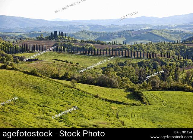 Hilly landscape of Tuscany, in the background cypresses Mediterranean Cypress (Cupressus sempervirens), Tuscany, Italy, Europe
