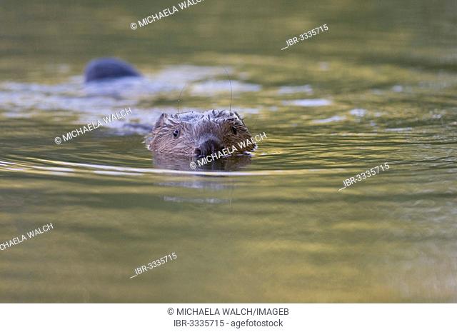 Swimming European beaver (Castor fiber)