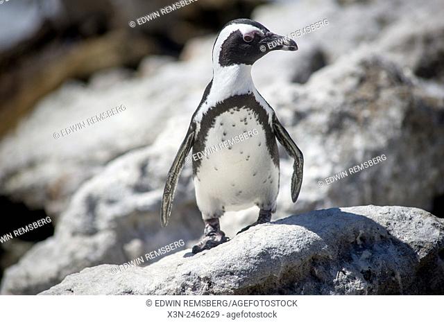 Betty's Bay, South Africa - African Penguins (Spheniscidae) by the water
