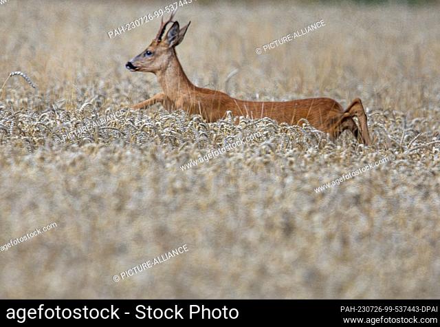 26 July 2023, Mecklenburg-Western Pomerania, Vellahn: A roebuck jumps out of a wheat field ready for harvest. Due to rainfall in recent days and excessively wet...