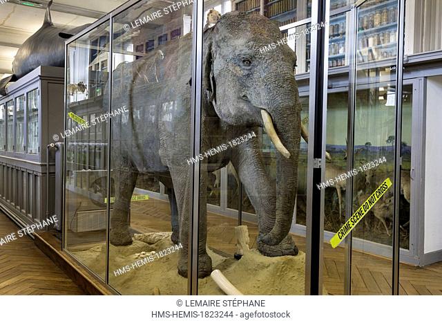 France, Seine Maritime, Rouen, Museum of Natural History, Asian elephant (elephas maximus)