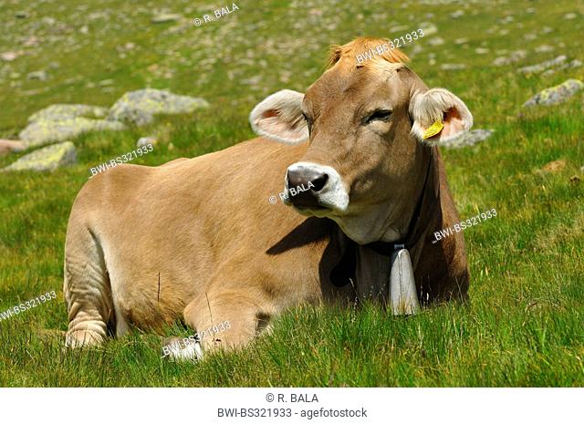 domestic cattle (Bos primigenius f. taurus), cow lying on an alpine pasture, Italy
