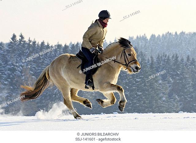 Girl galloping on a Norwegian horse at winter