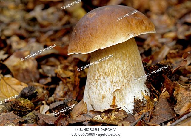 DEU, 2008: Porcini, Cep, King Bolete, Penny Bun (Boletus edulis), mushroom in autumn leves