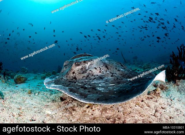 Blackspotted Stingray, Taeniura meyeni, Ari Atoll, Indian Ocean, Maldives