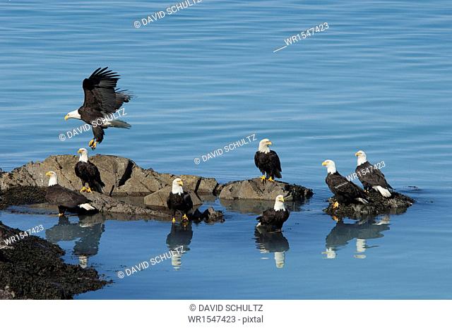 A group of bald eagles, Haliaeetus leucocephalus, perched on rocks by water