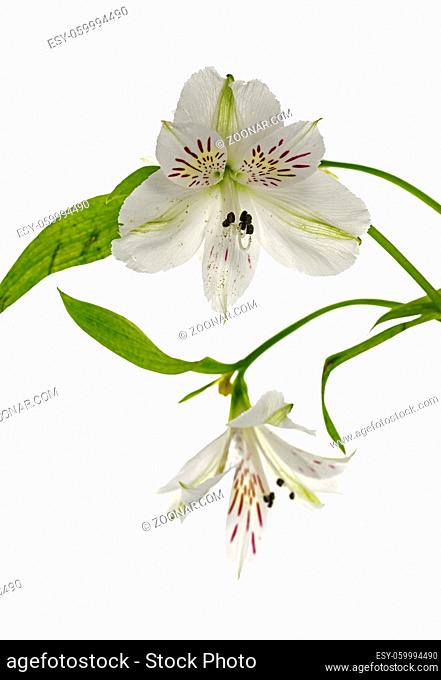 white alstroemeria flowers on white background