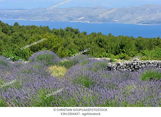 lavender field in the area around Velo Grablje, , Hvar island, Croatia, Southeast Europe