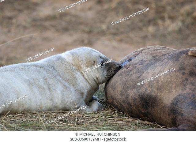 Grey Seal Halichoerus grypus pup sucking milk from mother November Donna Nook, Lincolnshire, UK