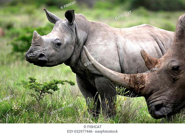 A close up of a female rhino / rhinoceros and her calf. Showing off her beautiful horn. Protecting her calf. Taken on safari in Africa