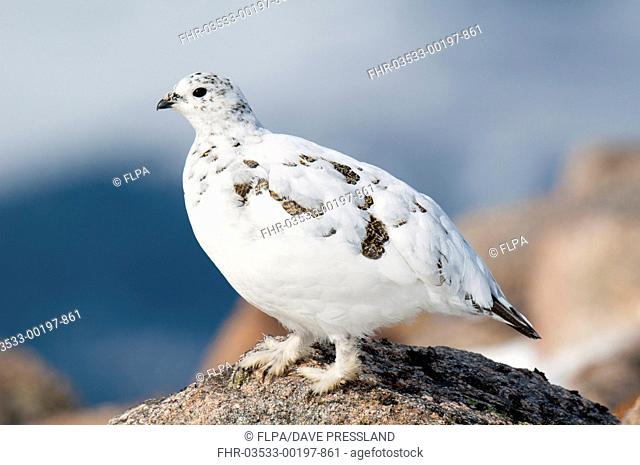Rock Ptarmigan (Lagopus mutus) adult female, winter plumage, standing on granite outcrop, Cairn Gorm, Cairngorms N.P., Inverness-shire, Highlands, Scotland