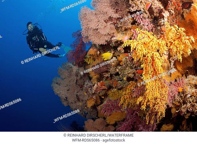Scuba Diver over Coral Reef, Osprey Reef, Coral Sea, Australia