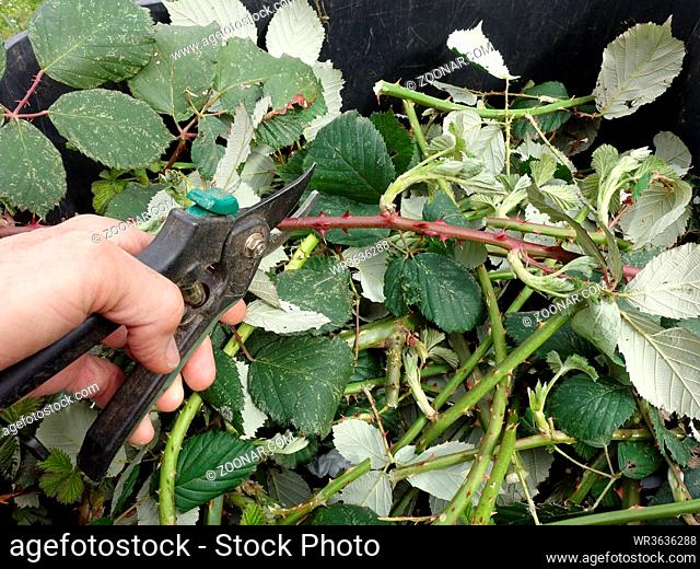 invasive Armenische Brombeere, Gartenbrombeere (Rubus armeniacus) - Gärtner schneidet Ranken mit einer Gartenschere, Weilerswist, Nordrhein-Westfalen